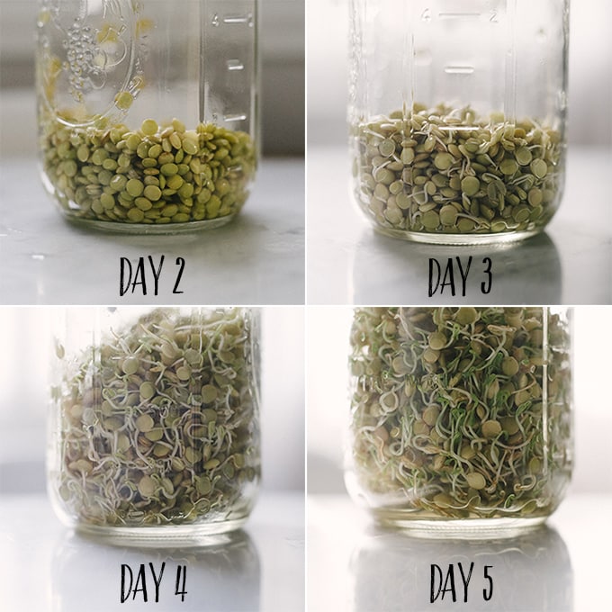 Get your sprout on and learn how to sprout lentils. Sprouted lentils are crunchy and delicate, delicious in raw salads and sandwiches.