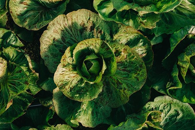 A detail of winter lettuces. Locally grown organic produce growing in a high tunnel at Open Book Farm in Frederick, MD. 