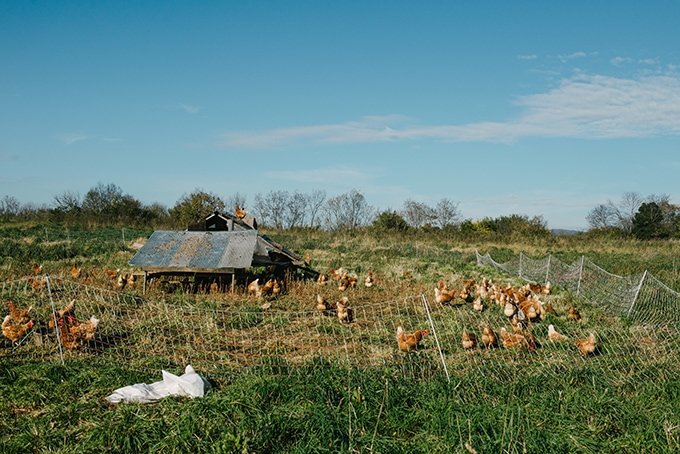 Pastured chickens pecking for bugs and grass in a mobile coop. Where to buy pastured chickens with Open Book Farm in Frederick, MD. 
