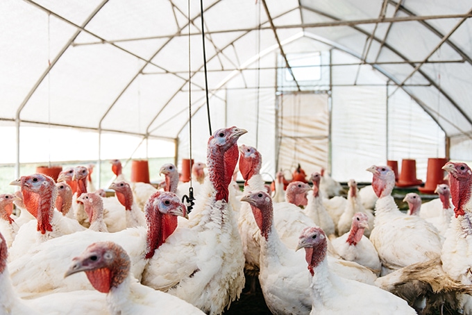 A flock of happy turkeys in a mobile coop. Where to buy locally sourced pastured turkeys with Open Book Farm in Frederick, MD. 