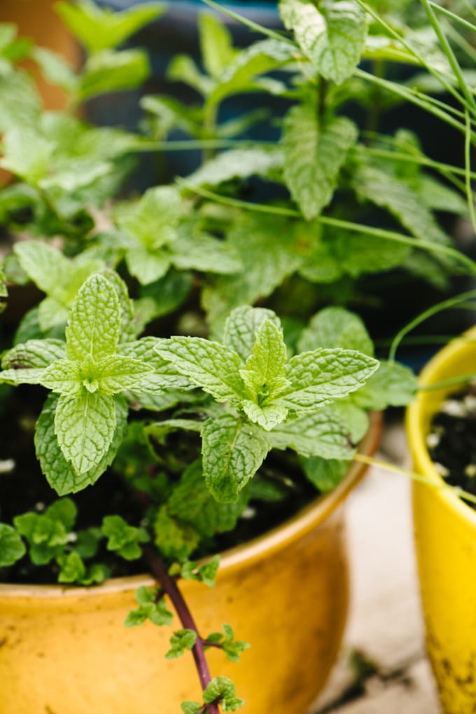 A pot of fresh mint growing on an outdoor patio.