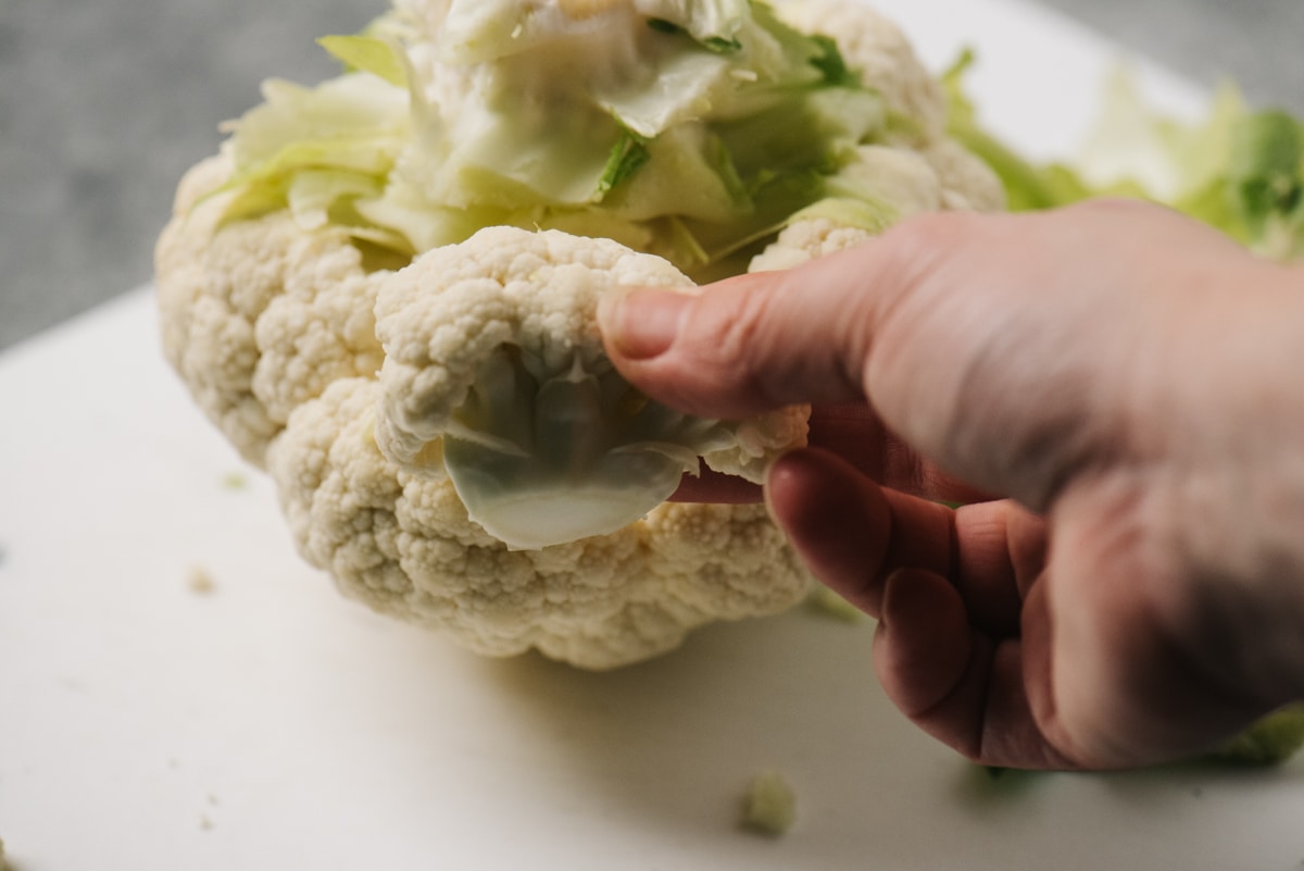 Side view, a woman's hand holding a cauliflower floret sliced from the base of a head of cauliflower.